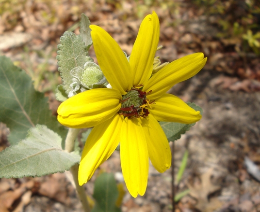 {Berlandiera pumila}